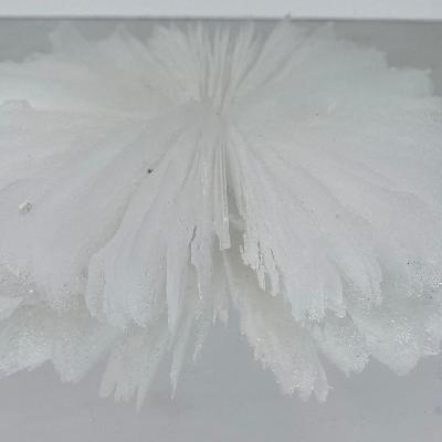 GLASS CORAL 1
