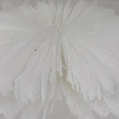 GLASS CORAL 3