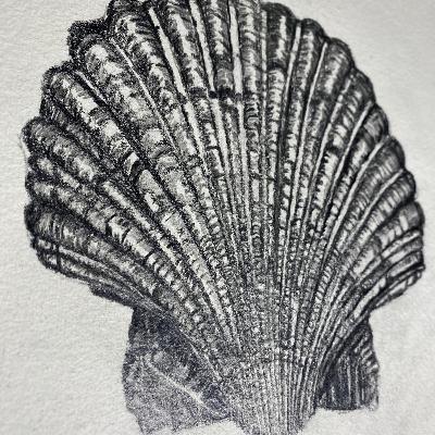 SCALLOP PENCIL DRAWING