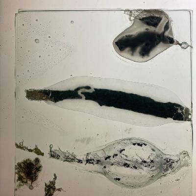 SEAWEED AND GLASS 1