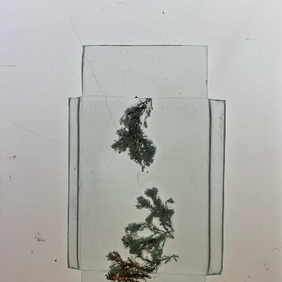 SEAWEED AND GLASS 7